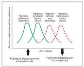 4. Irudia: Fluoreszentziaren bidez pasatzen da energia pigmentu batetik bestera. Pigmentu emaileak jasotako uhin luzera baino zertxobat luzeagoz igortzen dio argi energia pigmentu hartzaileari, eta honek jasotakoa baino luzera handixeagoz igortzen du.<br><br>